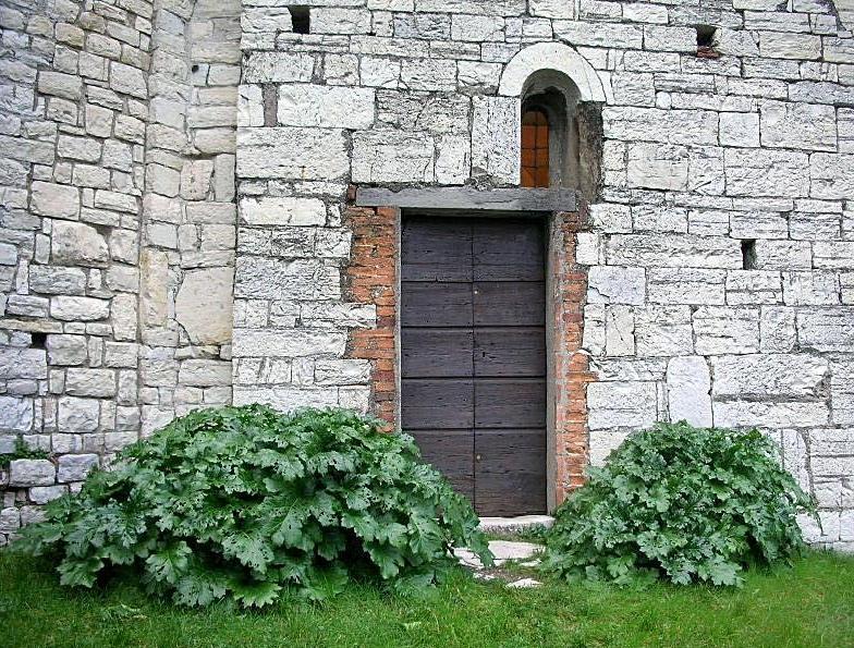 Acanthus mollis / Acanto comune, Branca orsina, Brancalupo